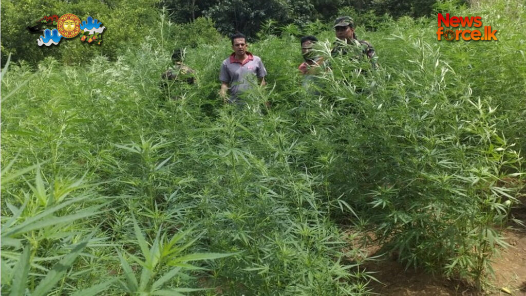 රුපියල් මිලියන 4.5ක් පමණ වටිනා ගංජා හේනක් වටලයි