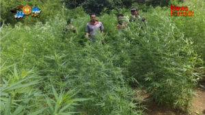 රුපියල් මිලියන 4.5ක් පමණ වටිනා ගංජා හේනක් වටලයි