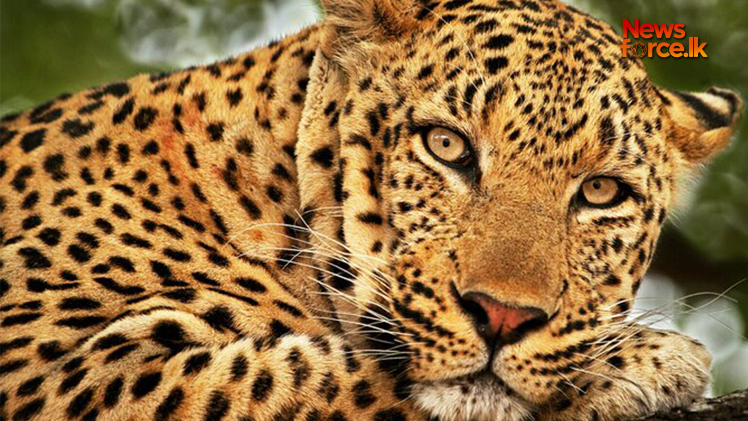 ලූකස් රජුට අනතුරක්