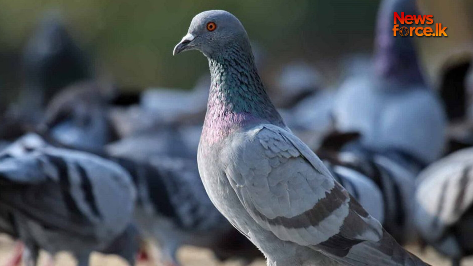 පරෙවියන් ඇල්ලීමට ගිය හය හැවිරිදි දරුවා අනාරක්ෂිත වළකට වැටී දිවියෙන් සමුගනී