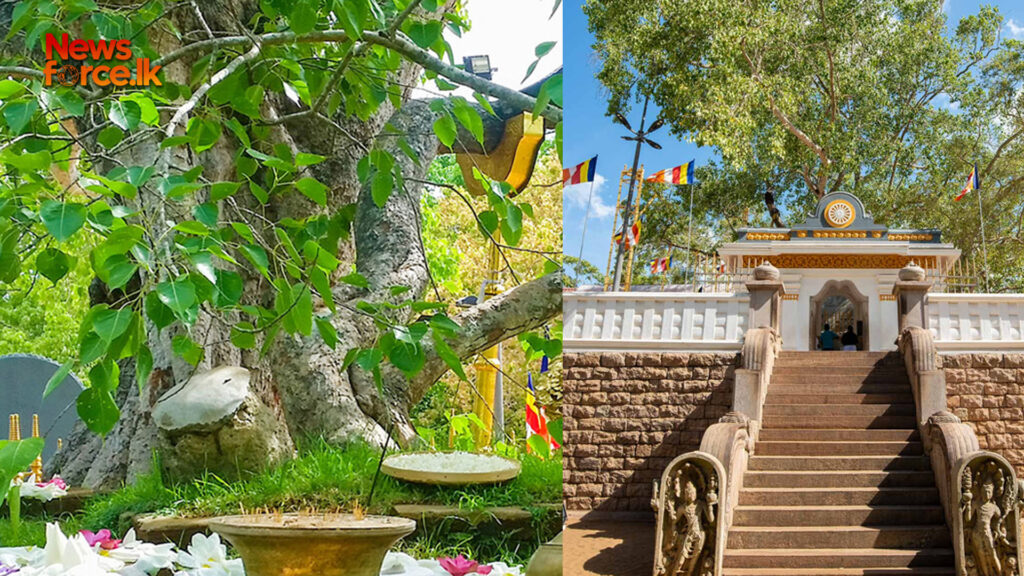 අමනොඥ ක්රියාවක් ජය ශ්රී මහා බෝධීන් වහන්සේ අනතුරක